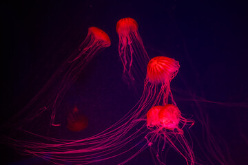 Pacific sea nettle Chrysaora melanaster jellyfish. Vibrant Pink against a deep blue background