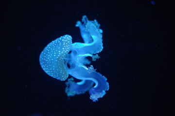 Obraz na płótnie Canvas Pacific sea nettle Chrysaora melanaster jellyfish. Vibrant Pink against a deep blue background