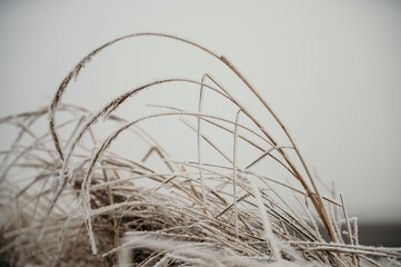 Winter forest landscape from Northern Europe.