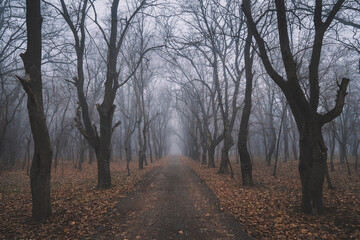 Fototapeta na wymiar Misty Trees Alley In The Foggy Forest