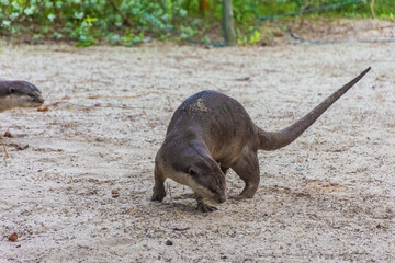 Wild otter in Gardens by the Bay, Singapore
