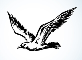 Bird in flight. Vector drawing