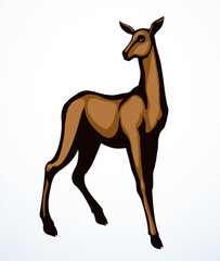 Beautiful female deer. Vector drawing