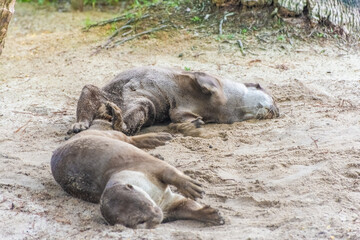 Fototapeta premium Wild otter in Gardens by the Bay, Singapore