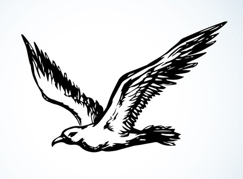 recommend clip art: Bird in flight. Vector drawing