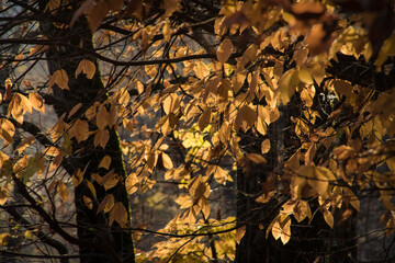Amazing view with colorful autumn forest with asphalt mountain road at sunset.