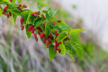 Mulberry tree fruits and leaves