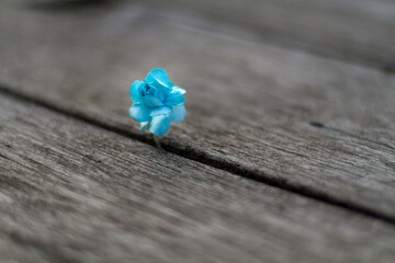 Little blue flower on wooden table - selective focus