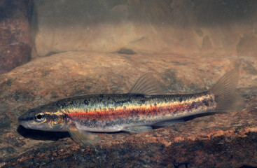 A male Blacknose Dace (Rhinichthys) minnow found in a stream in the Genesee River Watershed, NY....