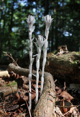 The all-white Indian Pipe flowers lack chlorophyll, and can't perform photosynthesis.  They get their energy as a parasite on other plants. 