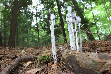 The all-white Indian Pipe flowers lack chlorophyll, and can't perform photosynthesis.  They get their energy as a parasite on other plants. 