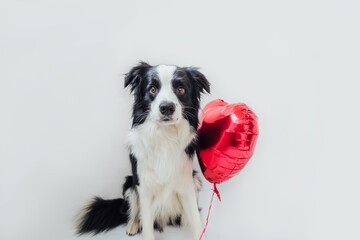 St. Valentine's Day concept. Funny portrait cute puppy dog border collie holding red heart balloon in paw isolated on white background. Lovely dog in love on valentines day gives gift.