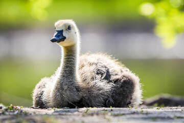 Gosling