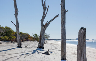 Dead tree trunks on the white beach at Lover's Key in Florida with blue sky and water.