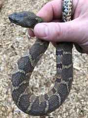 Fototapeta premium A northern water snake (Nerodia sipedon) safely held in a person's hand. This is a nonvenomous snake that is sometimes killed when people mistake it for a dangerous snake.