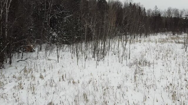 vue a&eacute;rienne d'une for&ecirc;t en hiver