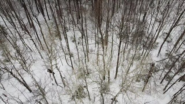 vue a&eacute;rienne d'une for&ecirc;t en hiver