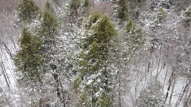 vue a&eacute;rienne d'une for&ecirc;t en hiver