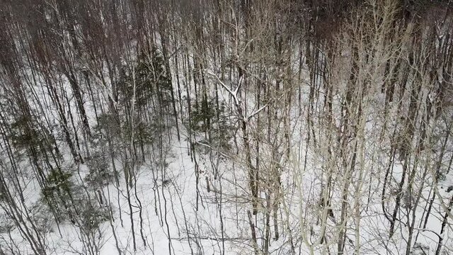 vue a&eacute;rienne d'une for&ecirc;t en hiver
