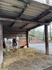 cows in the farm