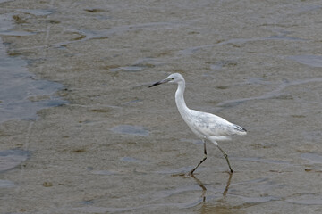 Aigrette bleue juvénile - Guyane française