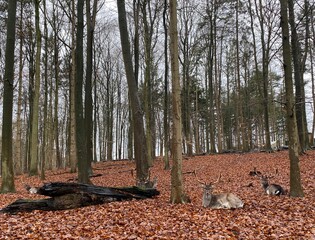pine forest in autumn