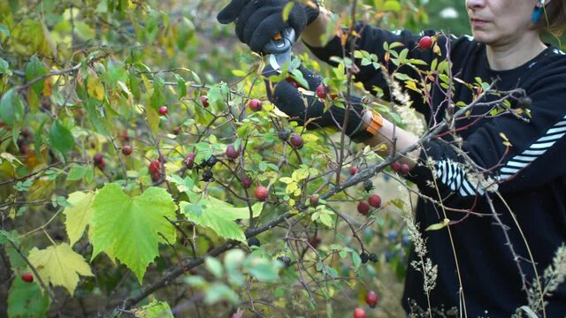 Woman listening music and harvesting rosehip at small family-owned farm. Organic and natural products concept