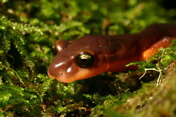 Close-up of the face of a Yellow-eyed Ensatina (Ensatina eschscholtzii xanthoptica) from Santa Cruz County, California. On a background of green moss. 