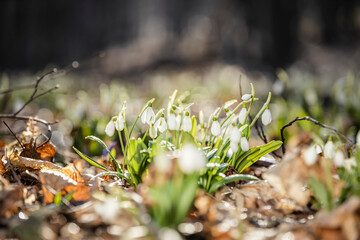 Beautiful magic snowdrops in spring forest. Scenic view of the spring forest with blooming flowers. White blooming snowdrop folded or Galanthus plicatus in the forest background.