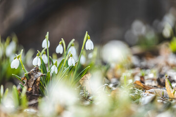 Beautiful magic snowdrops in spring forest. Scenic view of the spring forest with blooming flowers. White blooming snowdrop folded or Galanthus plicatus in the forest background.