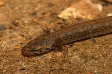 A close-up view of the head of a larval two-lined salamander in a stream with a sandy bottom. 