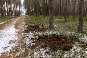 Destroyed litter in the coniferous forest by wild animals. Traces of wild boars' existence in Central Europe.