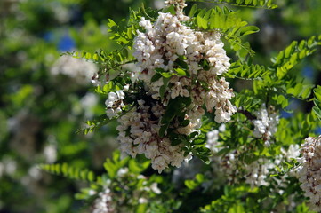 Fleurs acacias