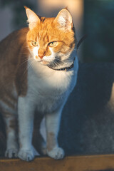 Portrait cut funny white-and-red cat close up. Beautiful evening sunny light.