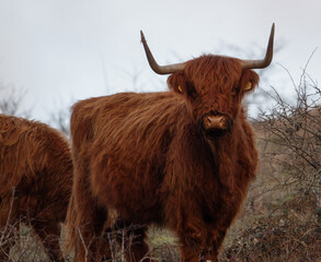 a dark red scottish highland cow with horns staring into the camera