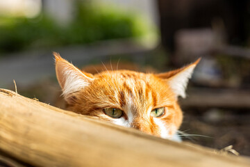 Obraz premium Cat that sees a threat is preparing for a jump, a cats emotions close up. Cute red white cat