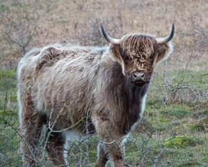 a beautiful white blue grey and tan scottish highland cow looks inquisitively into camera 
