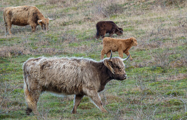 a beautiful white blue grey and tan scottish highland cow strides across the meadow 