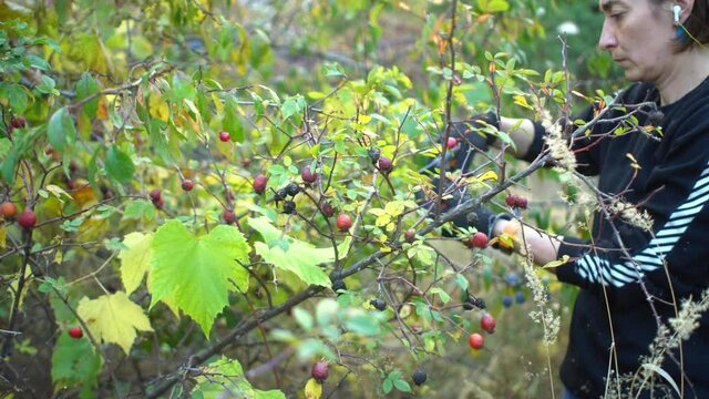 Woman listening music and carefully cuts rose hip from bush with garden shears Organic and natural products small family farm concept