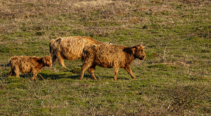 a light red scottish highland calf walking across a meadow with mother and father 