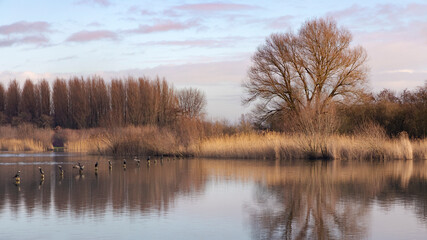 Fototapeta na wymiar golden reeds along the edge of a lake on a winter day, row of cormorants