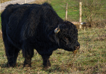 Fototapeta premium a massive black scottish highland bull chews on a mouthful of grass 