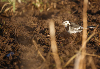 a white wagtail searches for worms and grubs in the soil