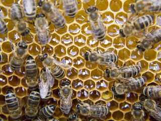 Busy Bees, Close Up View Of The Working Bees On Honeycomb.