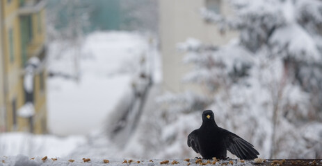 un bel gruppo di gracchi alpini sul corrimano di un poggiolo mentre si nutrono di noci, un gruppo di eleganti uccelli neri