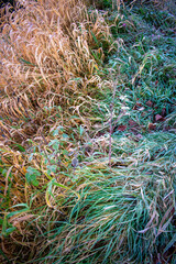 Vibrant Green Vegetation Macro, Ireland