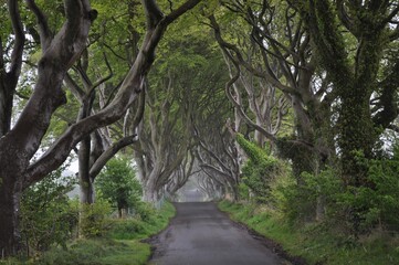 Dark Hedges in Irland