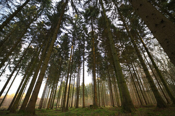 Low angle shot of tall trees in the woods against a cloudy sky