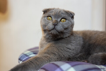 Gray scottish fold kitten on a chair