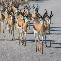 Etosha, Namibia, June 19, 2019: A huge herd of springboks crossing a dirt rocky road in a national park